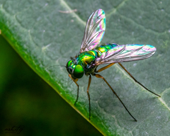 Chrysosoma