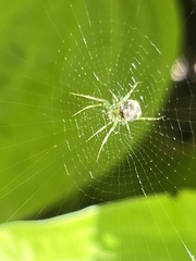 Mangora