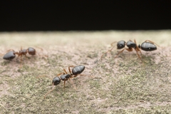 Crematogaster matsumurai