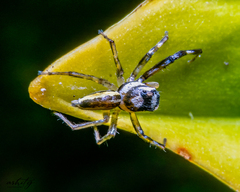 Phintelloides versicolor