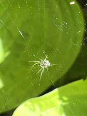 Mangora