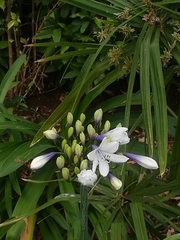 Asparagales