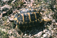 Testudo hermanni hermanni