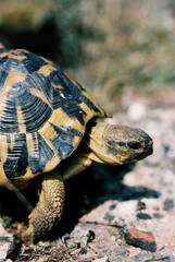 Testudo hermanni hermanni
