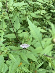 Xanthorhoe montanata