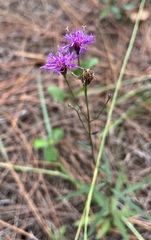 Vernonia blodgettii