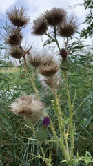 Cirsium vulgare
