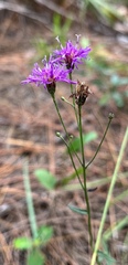 Vernonia blodgettii