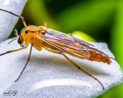 Diptera