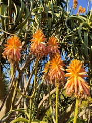 Aloidendron tongaense