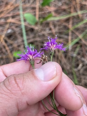 Vernonia blodgettii