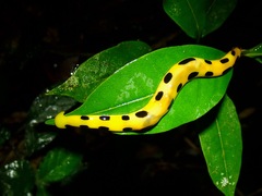 Diversibipalium catenatum