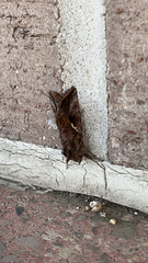 Autographa precationis