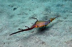 Phyllopteryx taeniolatus