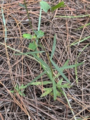 Vernonia blodgettii