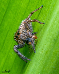 Plexippus