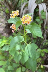 Lantana × strigocamara