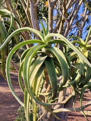 Aloidendron tongaense