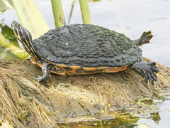 Pseudemys