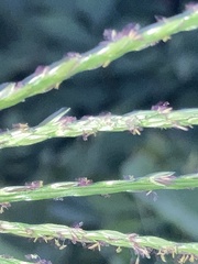 Digitaria ischaemum
