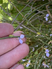 Comesperma scoparium