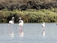 Phoenicopterus roseus