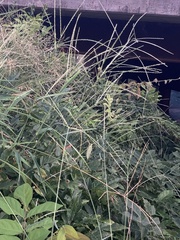 Digitaria ischaemum