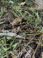 Litoria jervisiensis