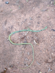 Philothamnus semivariegatus