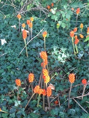 Arum italicum