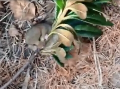 Muscardinus avellanarius