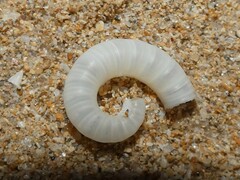 Spirula spirula
