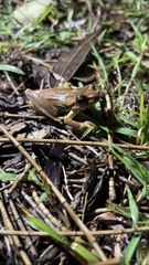 Litoria jervisiensis