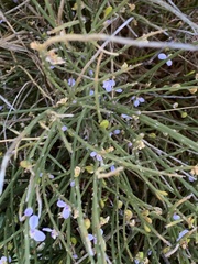 Comesperma scoparium