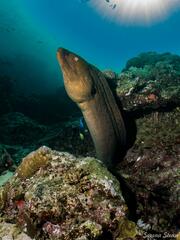 Gymnothorax javanicus