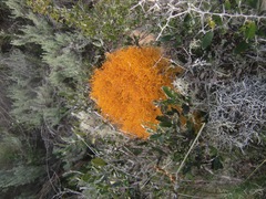 Teloschistes capensis