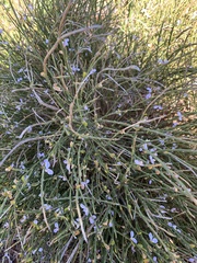 Comesperma scoparium
