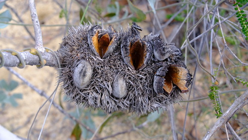 Image of Banksia sceptrum by (c) Peter Crowcroft, some rights reserved (CC BY)