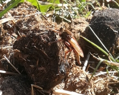 Asilus crabroniformis