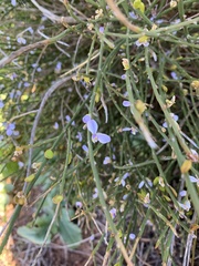 Comesperma scoparium
