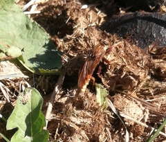 Asilus crabroniformis