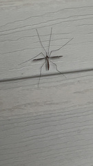 Tipula furca
