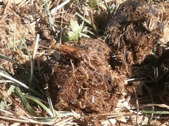 Asilus crabroniformis
