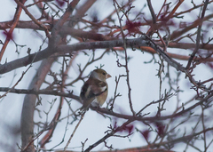Coccothraustes coccothraustes