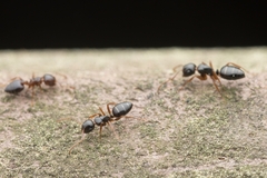 Camponotus itoi