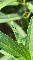 Graphocephala versuta