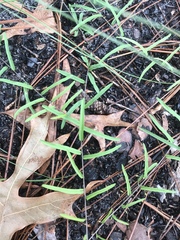 Stylisma patens angustifolia