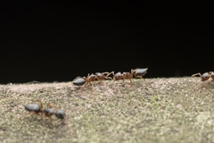 Camponotus itoi