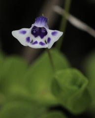 Lindernia grandiflora