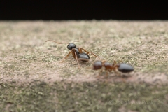 Camponotus itoi